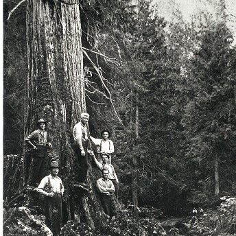 forestry-history-RMA